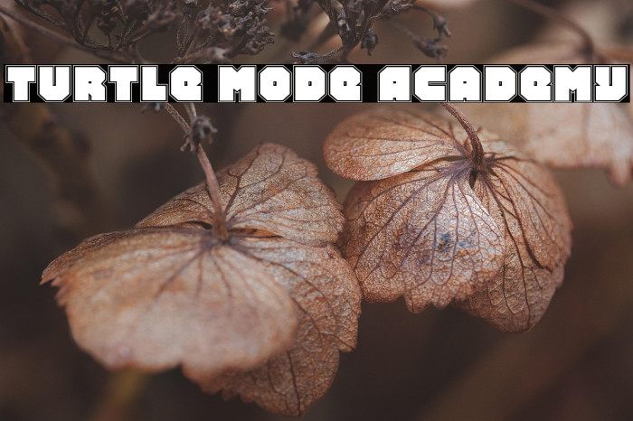 Turtle Mode Academy Example 2