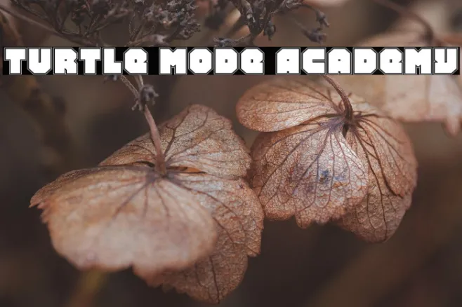 Turtle Mode Academy Example 2