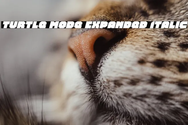 Turtle Mode Expanded Italic Example 3