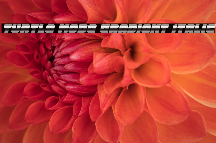 Turtle Mode Gradient Italic Example 3