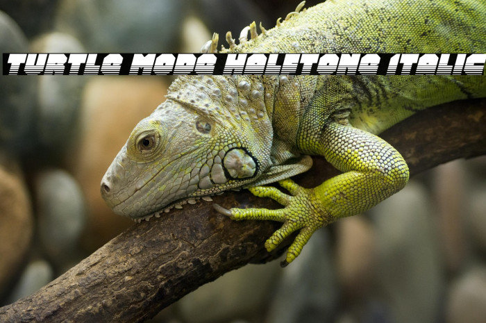 Turtle Mode Halftone Italic Example 1