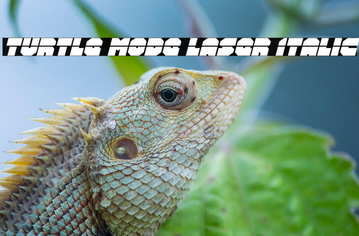 Turtle Mode Laser Italic Example 3