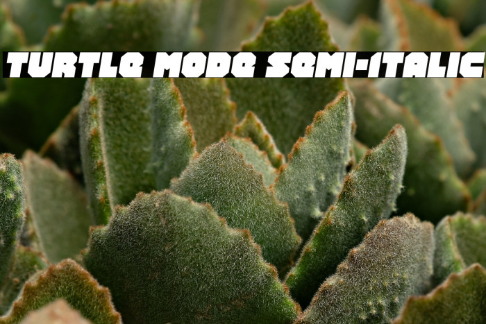 Turtle Mode Semi-Italic Example 3