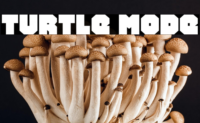 Turtle Mode Example 1