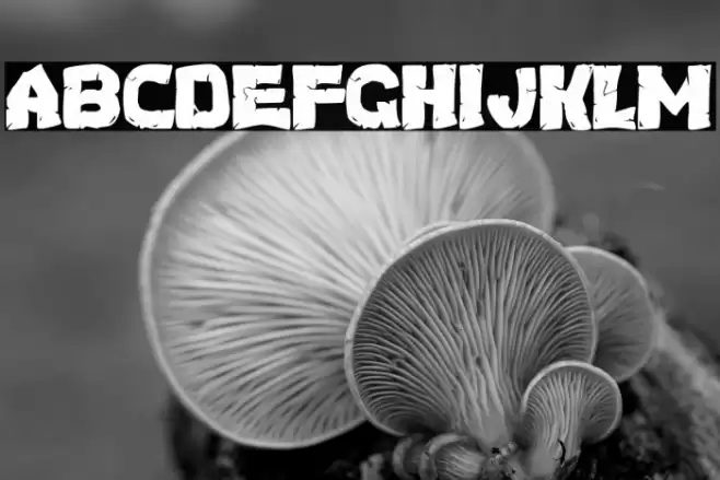 Turtles Font examples