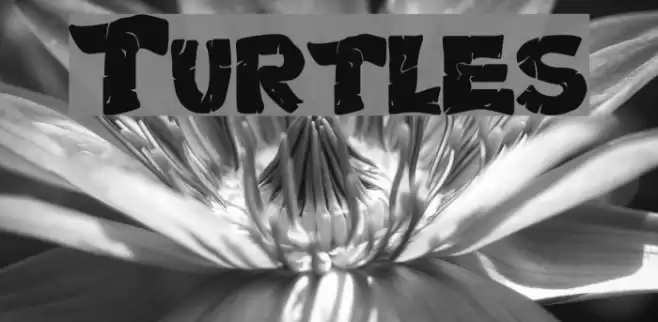 Turtles Font examples