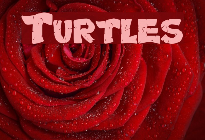 Turtles Font examples