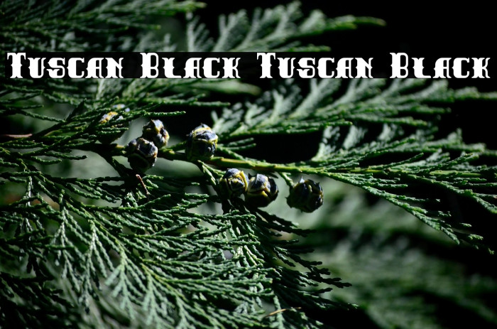 Tuscan Black Tuscan Black Example 3