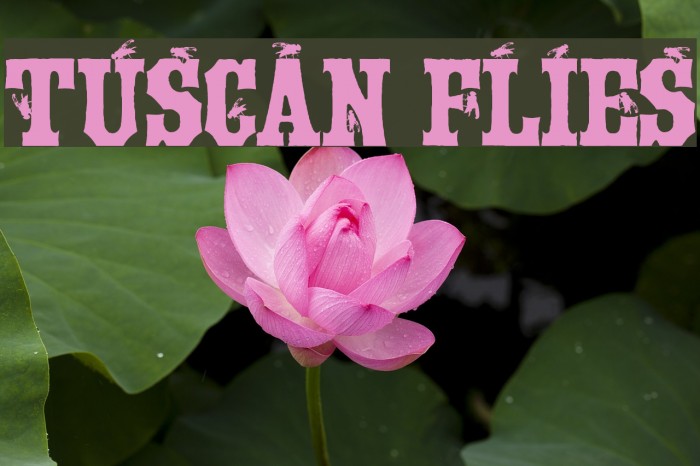 Tuscan Flies Font examples
