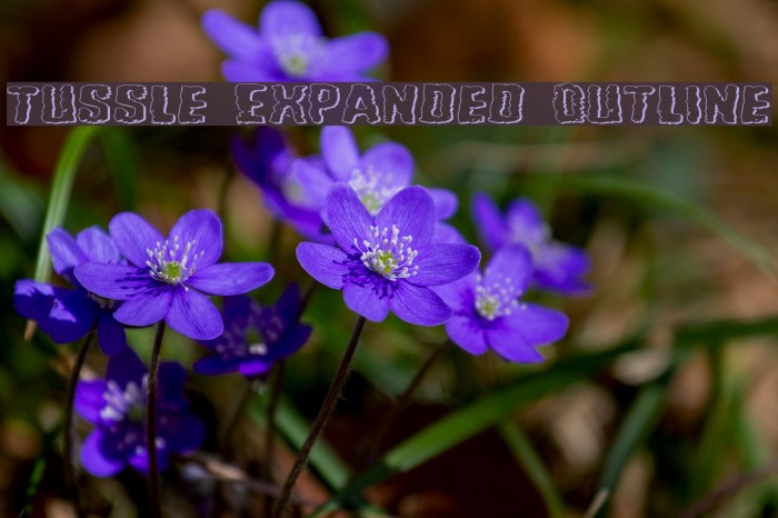 Tussle Expanded Outline Font examples