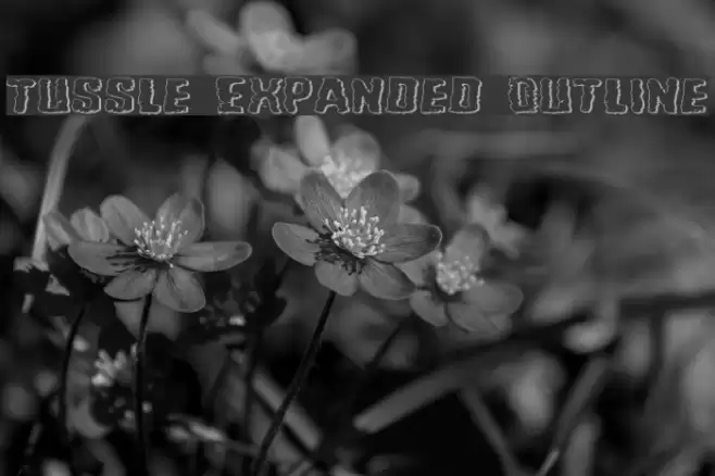 Tussle Expanded Outline フォント examples