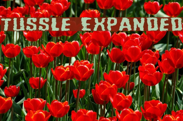 Tussle Expanded Font examples