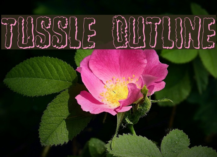 Tussle Outline Font examples