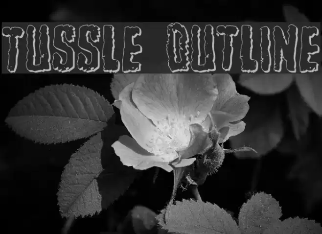 Tussle Outline Font examples