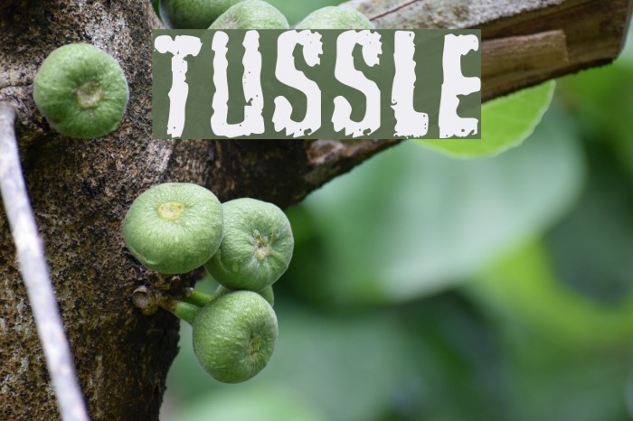 Tussle Font examples