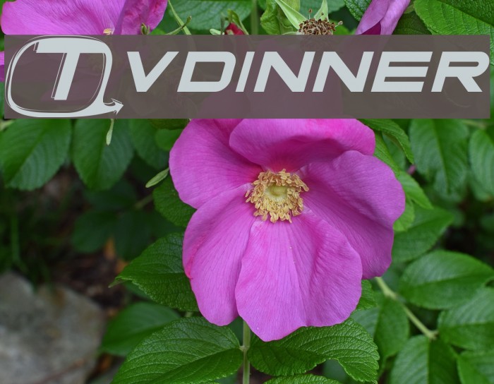 Tvdinner Шрифта examples