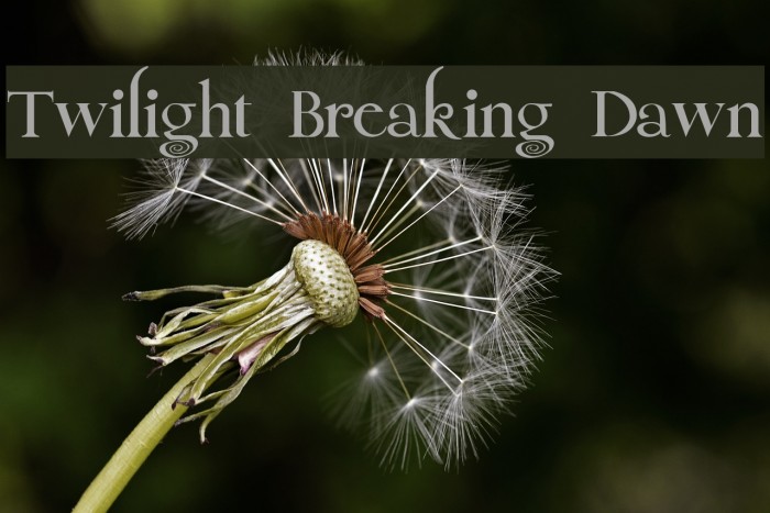 Twilight Breaking Dawn Font examples