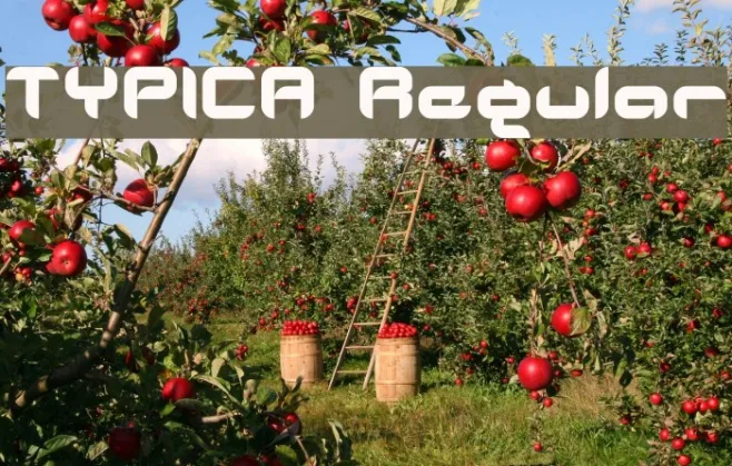 TYPICA Regular Example 1