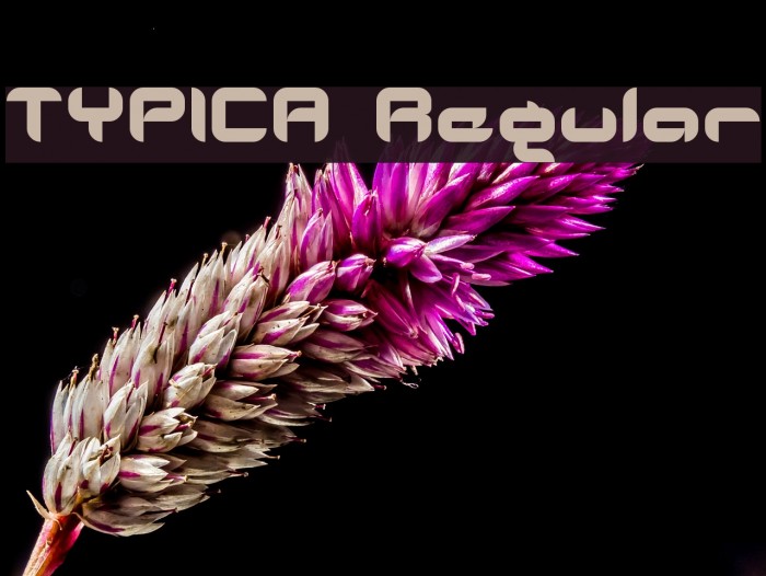 TYPICA Regular Font examples