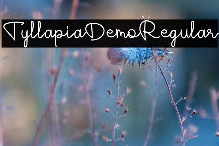 TyllapiaDemoRegular Example 1