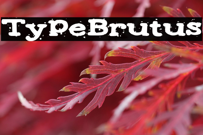 Type Brutus Example 2