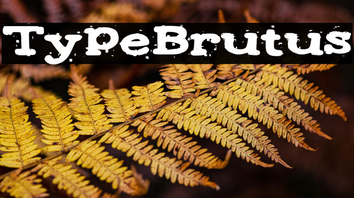 Type Brutus Example 3