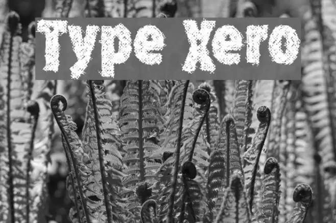 Type Xero フォント examples