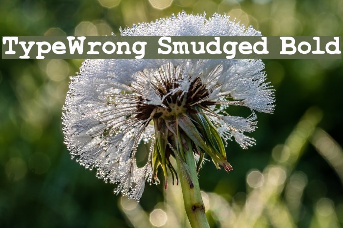 TypeWrong Smudged Bold Font examples