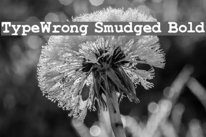 TypeWrong Smudged Bold Polices examples