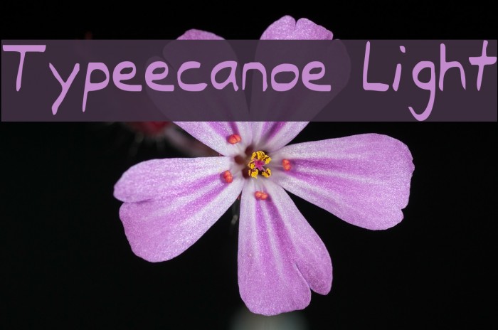 Typeecanoe Light Font examples
