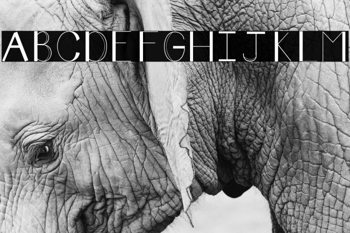 Typeface Font examples