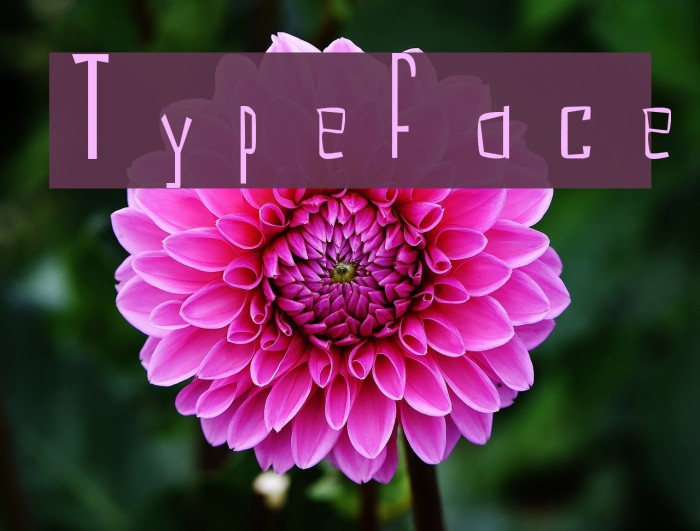 Typeface Font examples