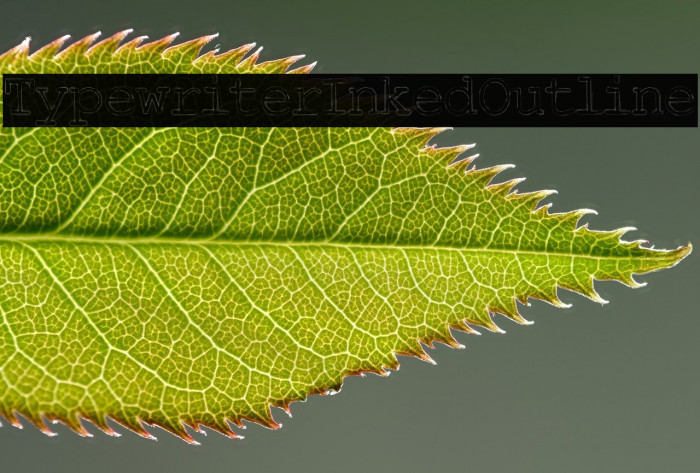 Typewriter Inked Outline Example 1