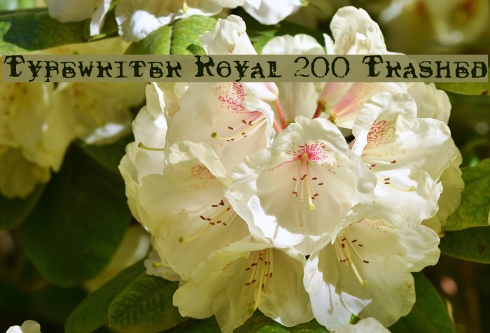 Typewriter Royal 200 Trashed フォント examples