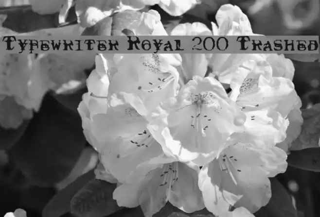 Typewriter Royal 200 Trashed Schriftart examples