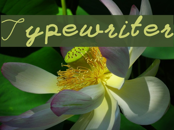 Typewriter Font examples