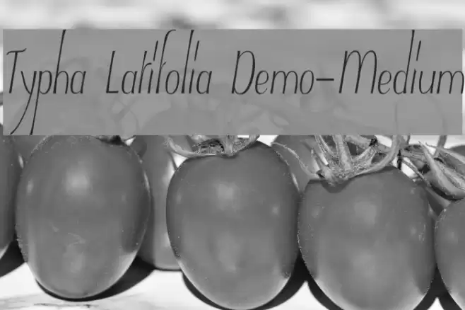 Typha Latifolia Demo-Medium Font examples
