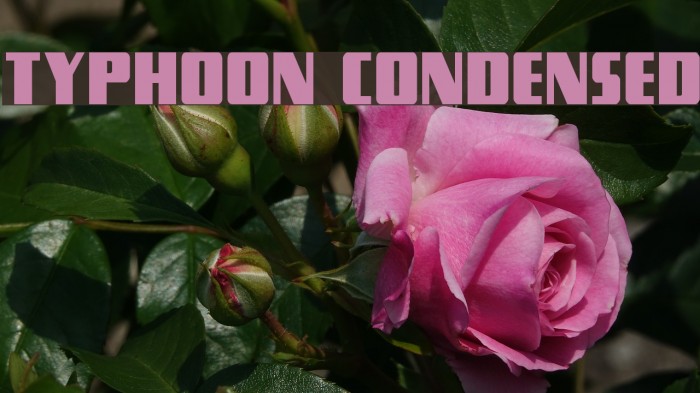 Typhoon Condensed Font examples