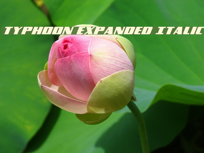 Typhoon Expanded Italic Example 2