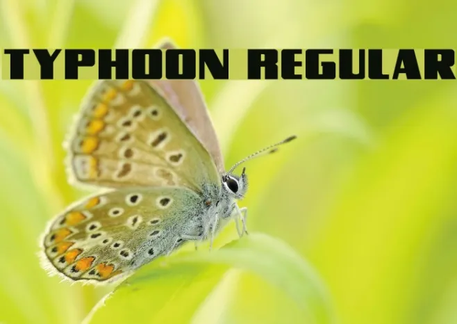 Typhoon Regular Example 2