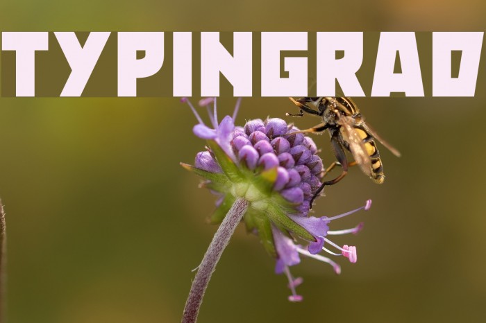 Typingrad Шрифта examples