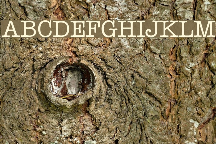 Typist Font examples