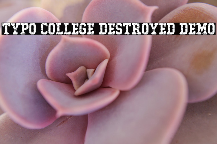 Typo College Destroyed Demo Example 1