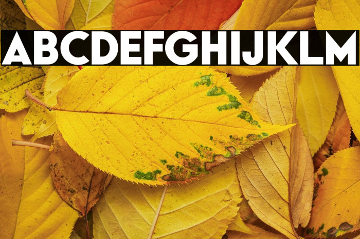 Typo Formal Demo Bold Example 1