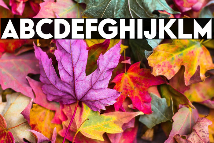 Typo Formal Demo Bold Example 2