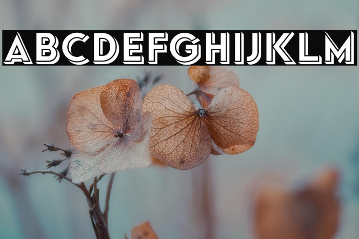 Typo Formal Shadowed Demo Example 2