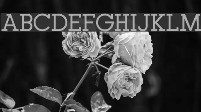 Typo GeoSlab Regular Demo Font examples