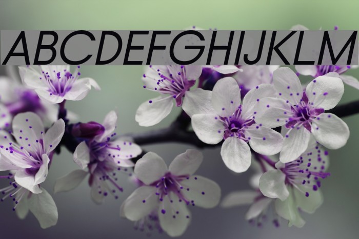 Typo Gotika Demo Italic Font examples