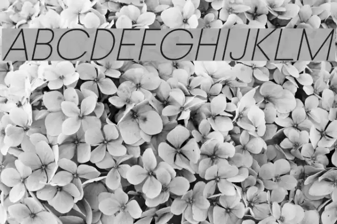 Typo Gotika Light Demo Italic Font examples