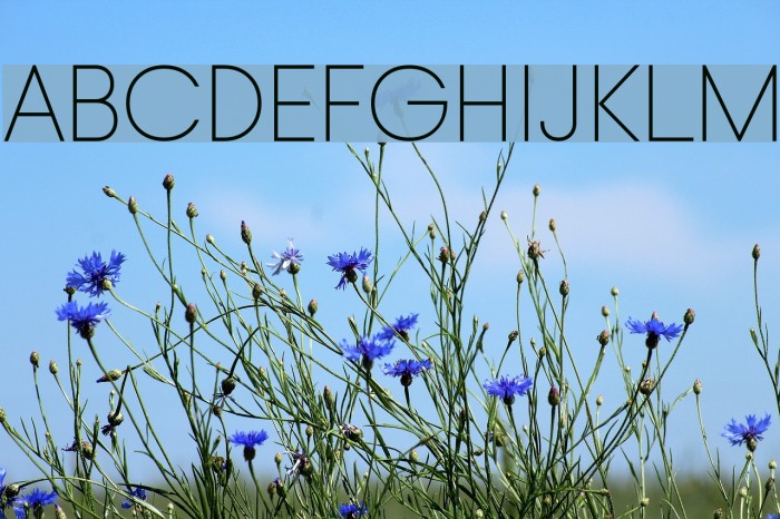 Typo Gotika Light Demo Font examples